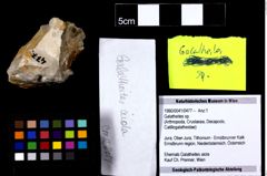 Foto (Objekt + Etiketten) von Galatheites sp. 